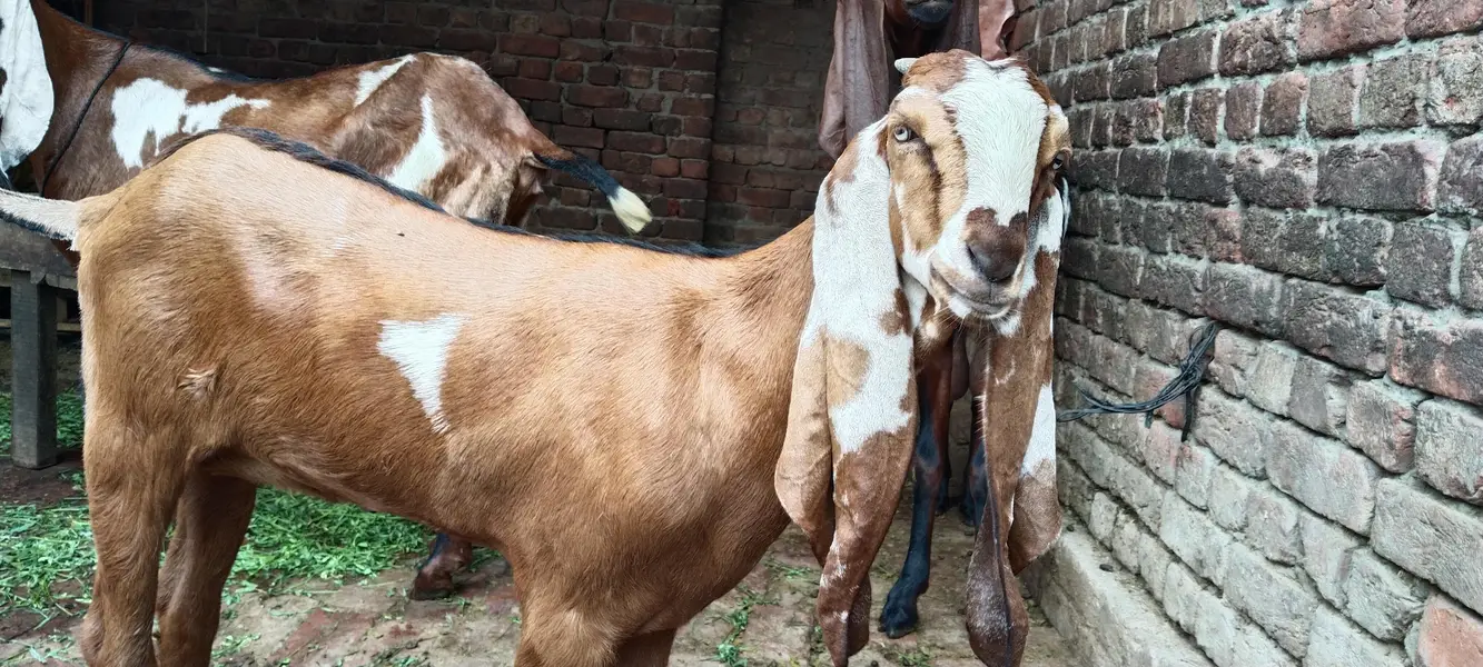 goat kid — photo 2