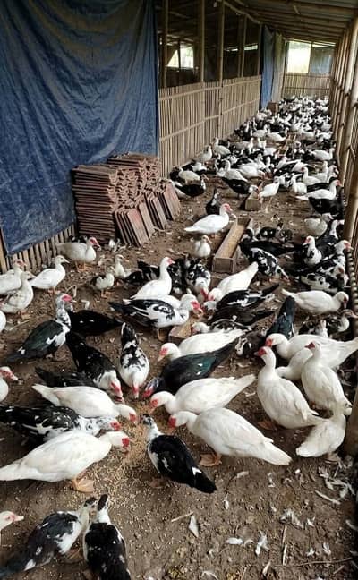 Muscovy ducks available black-Egg-pair 7k White-pair 9k Rate finel ha