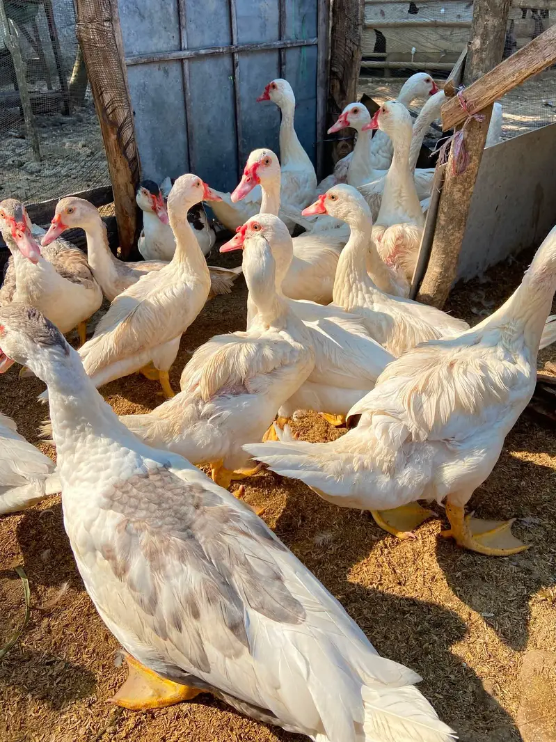 Muscovy ducks available black-Egg-pair 7k White-pair 9k Rate finel ha — photo 2