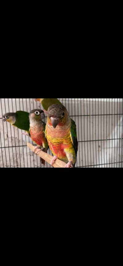 conure cocktail Rainbow budgies