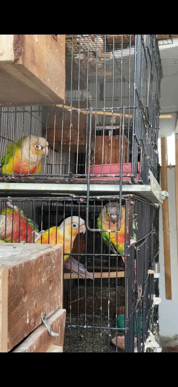 conure cocktail Rainbow budgies — photo 2