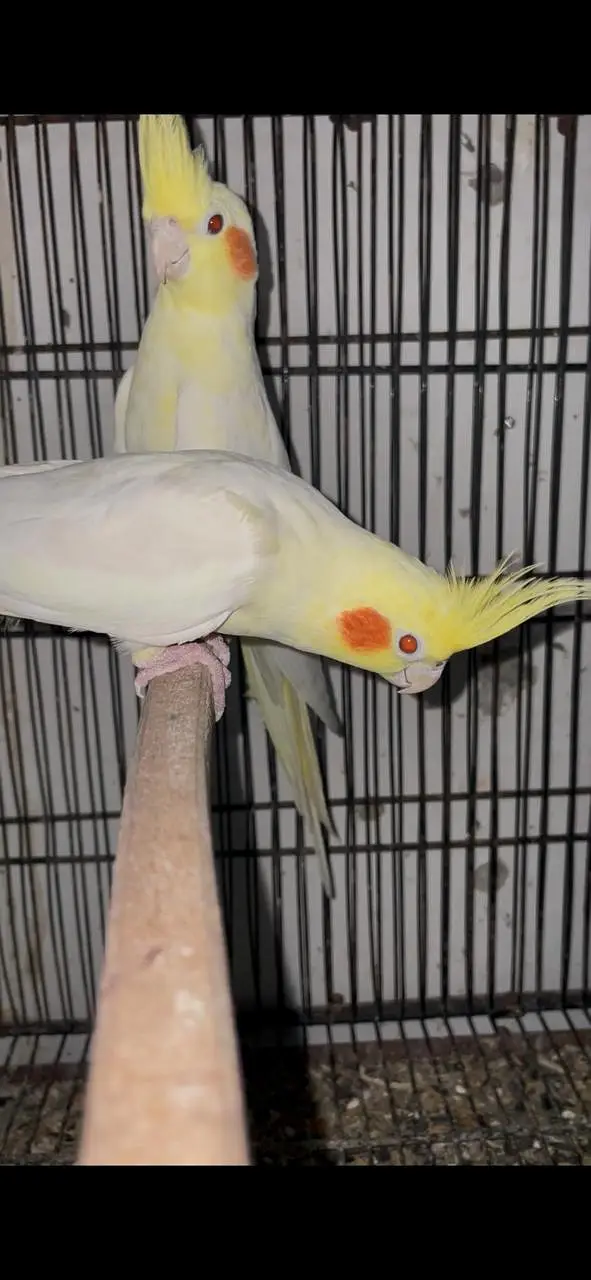 conure cocktail Rainbow budgies — photo 3