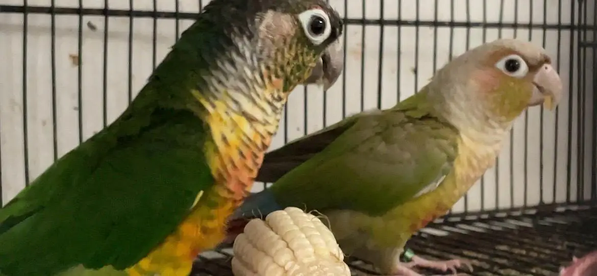 conure cocktail Rainbow budgies — photo 4