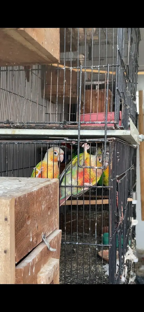 conure cocktail Rainbow budgies — photo 5