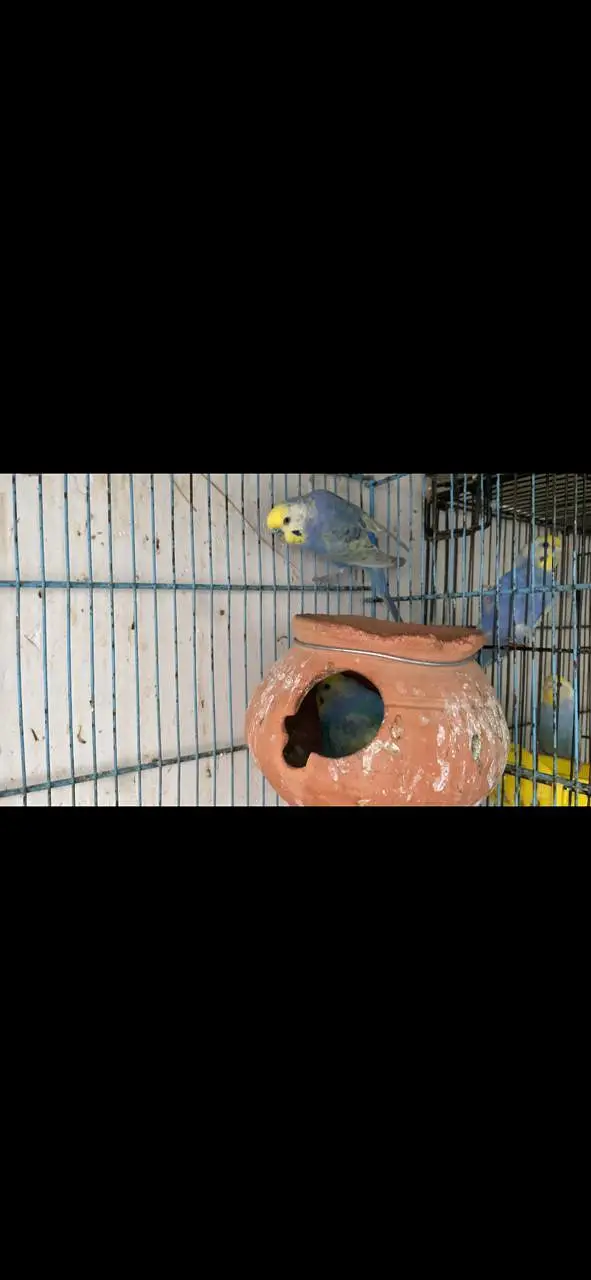 conure cocktail Rainbow budgies — photo 6