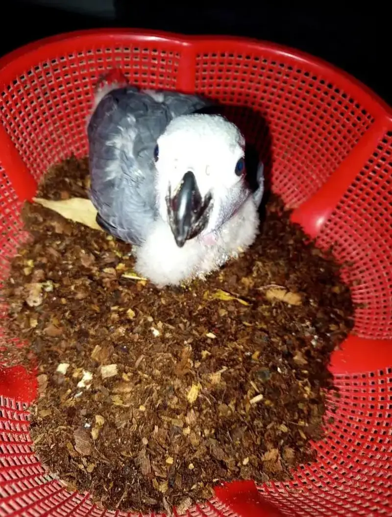 African Grey Parrot checks for sale0346%%2738%%809 — photo 3