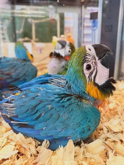 blue macaw parrot chicks for sale (03297106709)