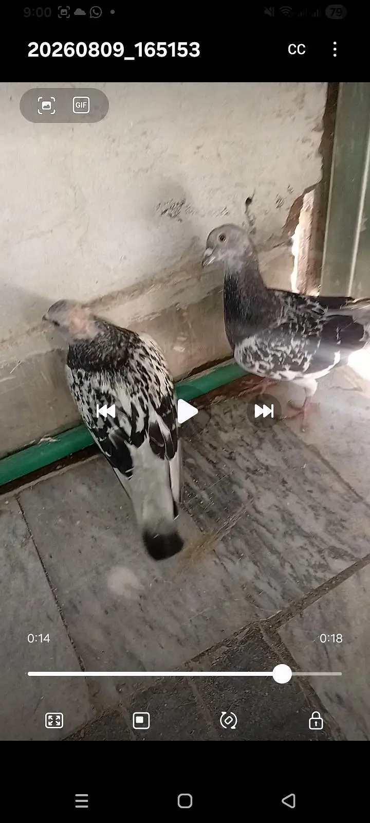 Indian kabutar , Roshan babra kabutar pairs — photo 5