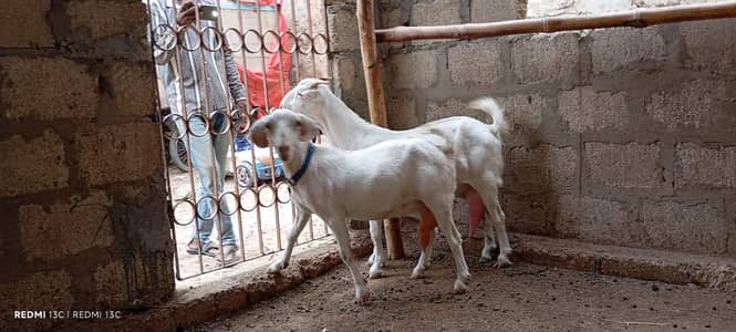 Pregnant goats for sale
