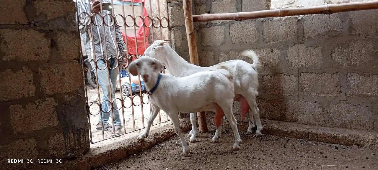 Pregnant goats for sale
