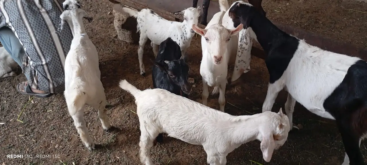 Pregnant goats for sale — photo 2