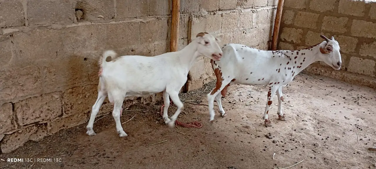 Pregnant goats for sale — photo 3