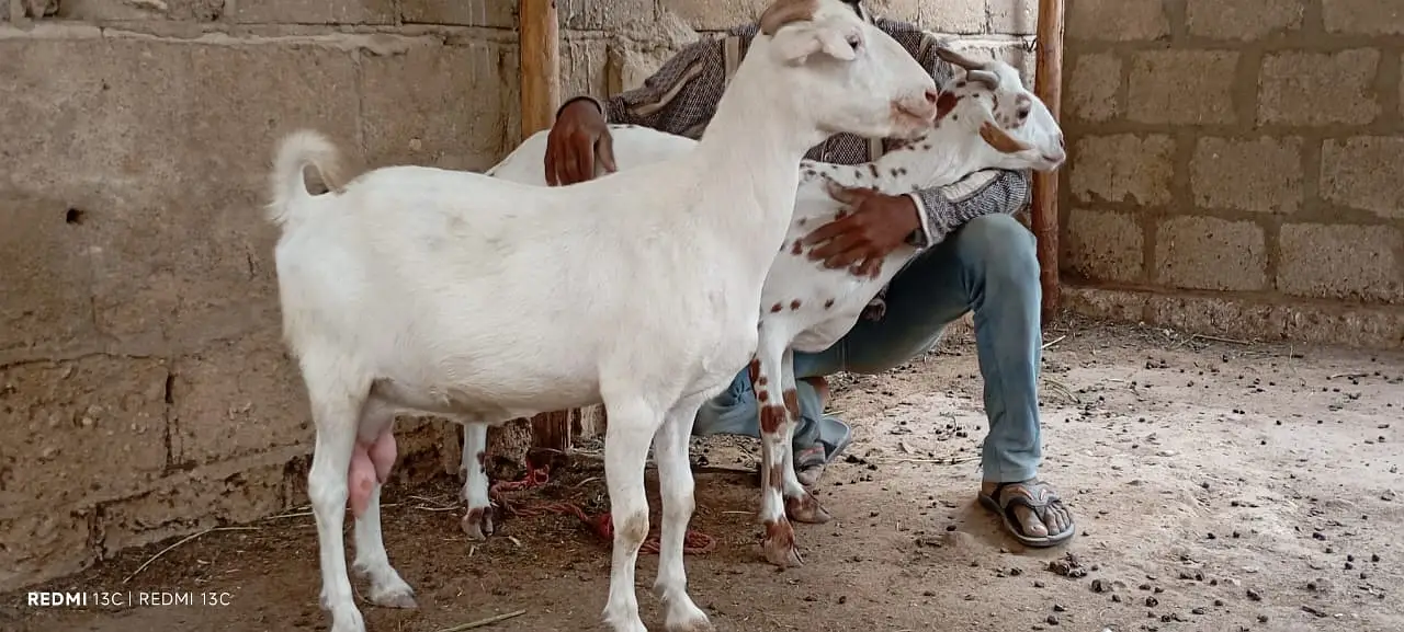 Pregnant goats for sale — photo 4