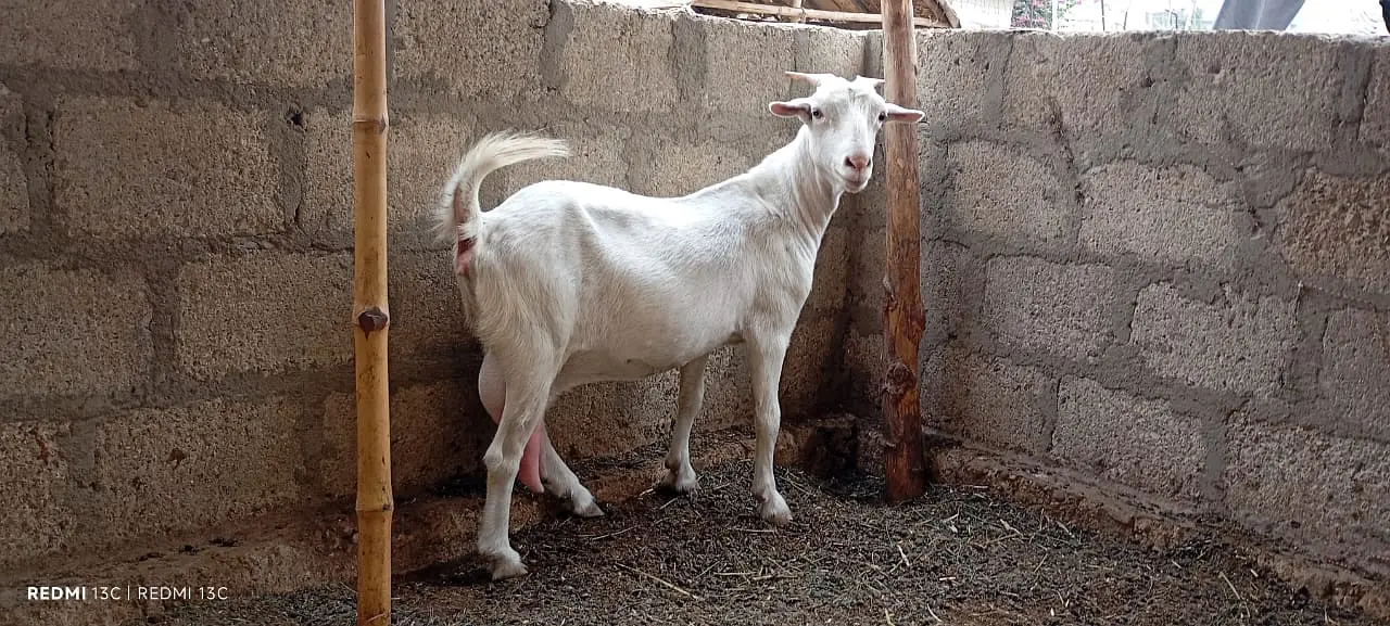 Pregnant goats for sale — photo 5