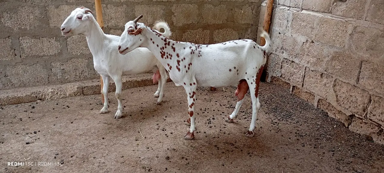 Pregnant goats for sale — photo 6