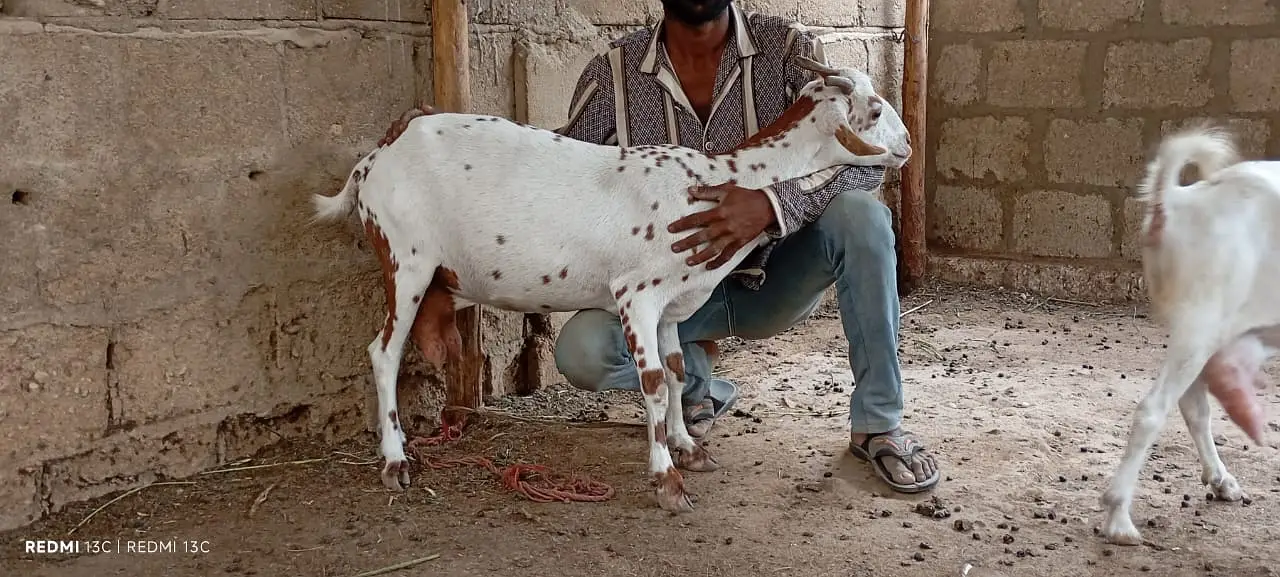 Pregnant goats for sale — photo 7