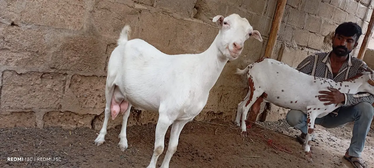 Pregnant goats for sale — photo 8