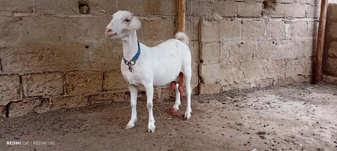Pregnant goats for sale — photo 9