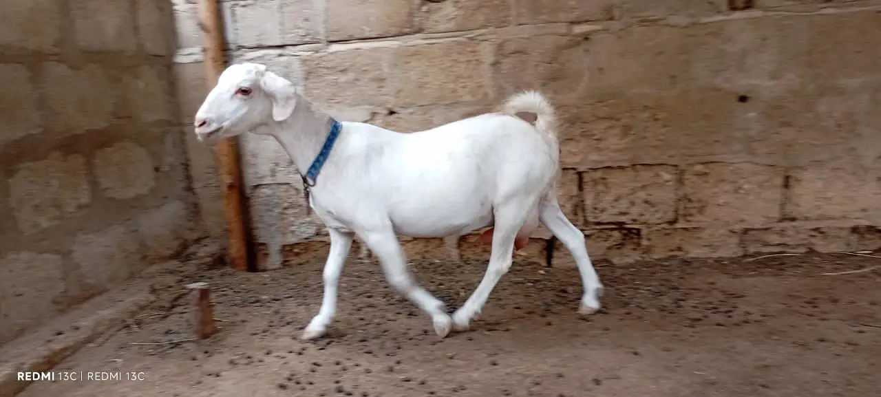 Pregnant goats for sale — photo 10