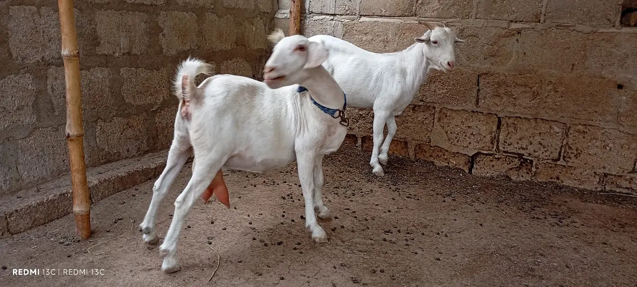 Pregnant goats for sale — photo 11