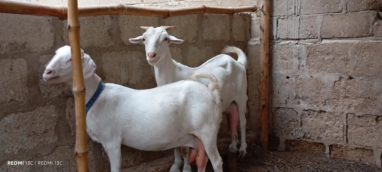 Pregnant goats for sale — photo 12