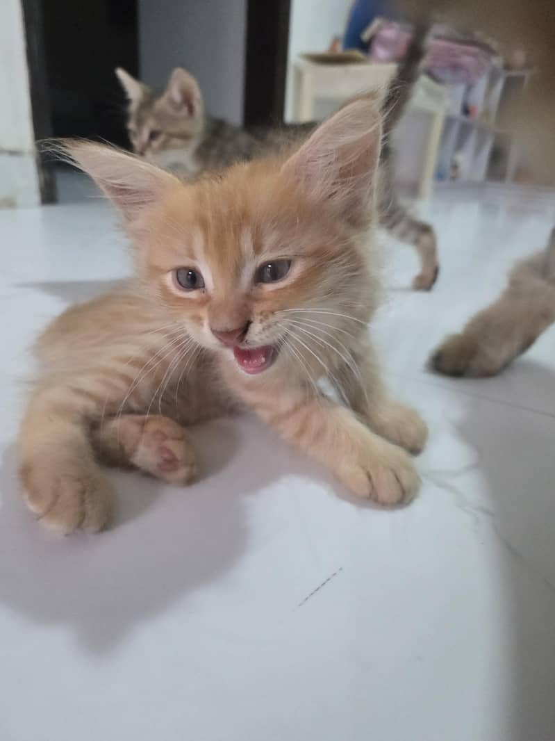 Persian cat 0