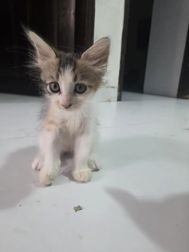 Persian cat — photo 2
