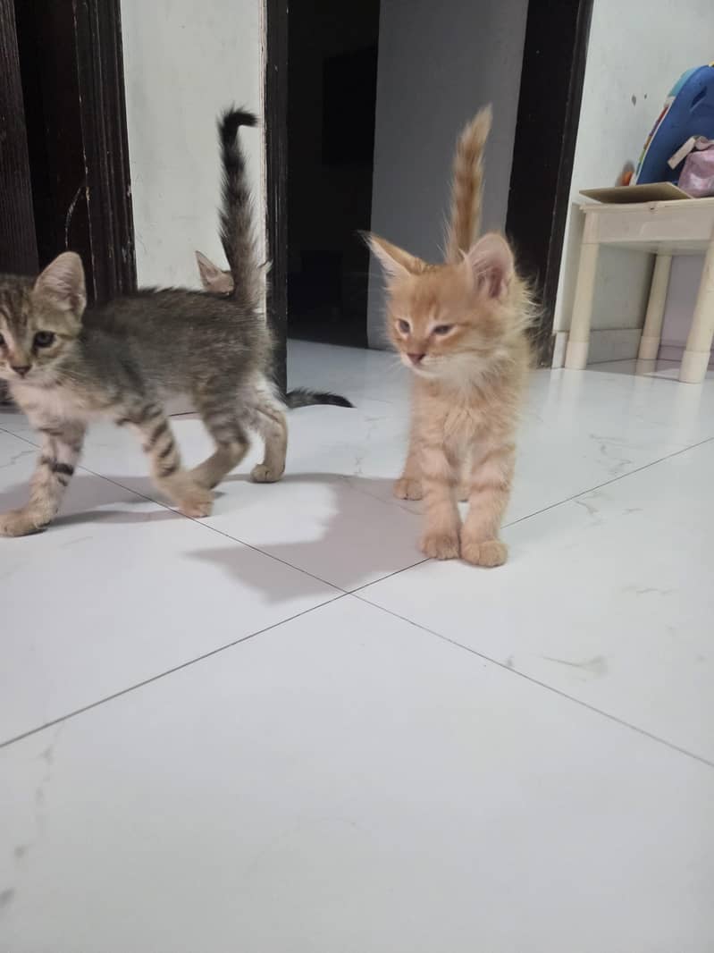 Persian cat 2