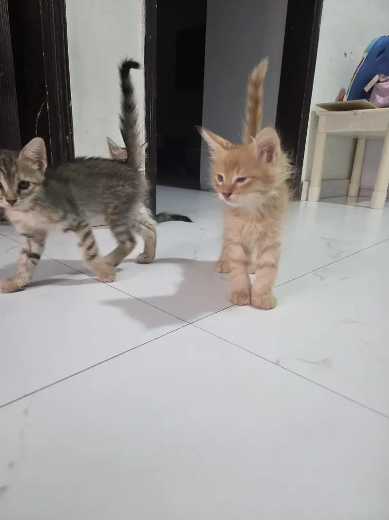 Persian cat — photo 3