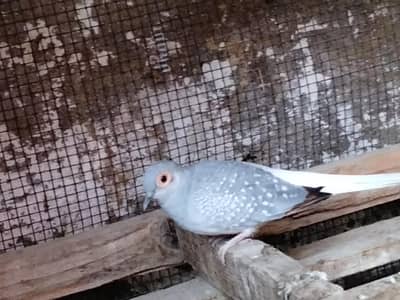 Diamond Dove parrot for sale
