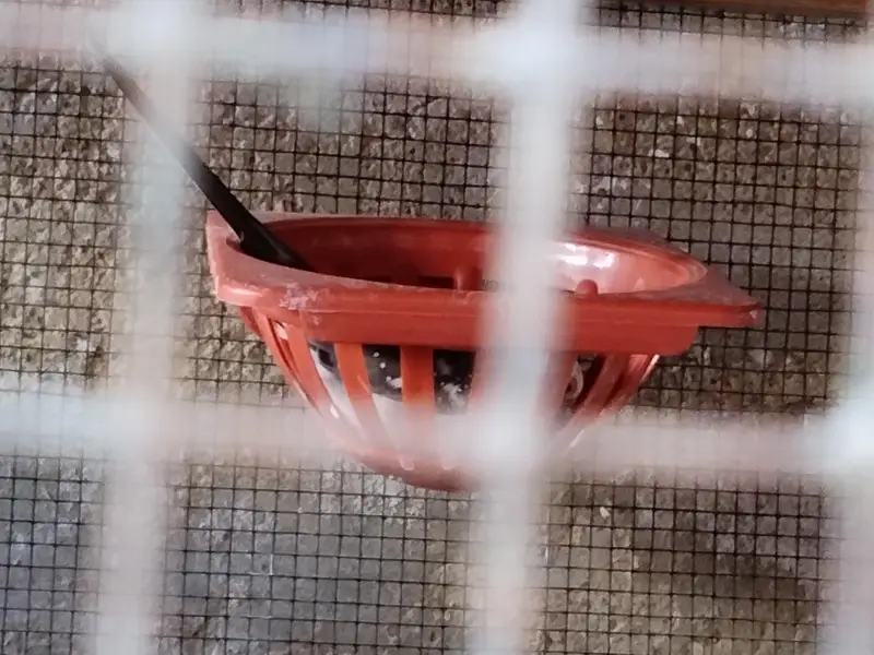 Diamond Dove parrot for sale — photo 2