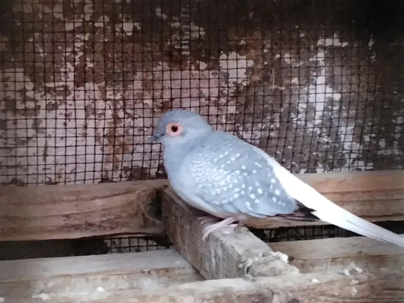 Diamond Dove parrot for sale — photo 3