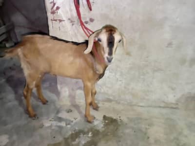 bakra age 6 month