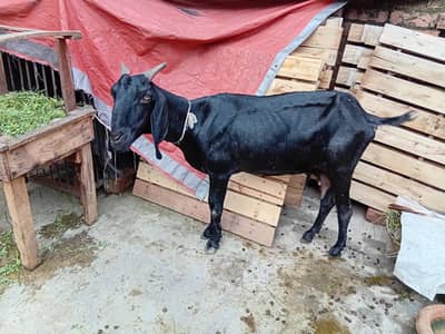 mashallah khubsurat pure desi bakra / bakri for sale