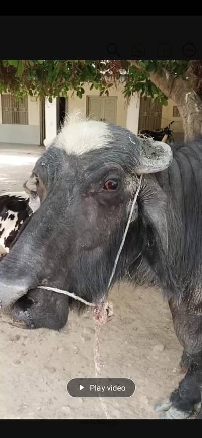 khobsurat ghr ki pali hui  bhains gosht k liye kisi ko chiye to