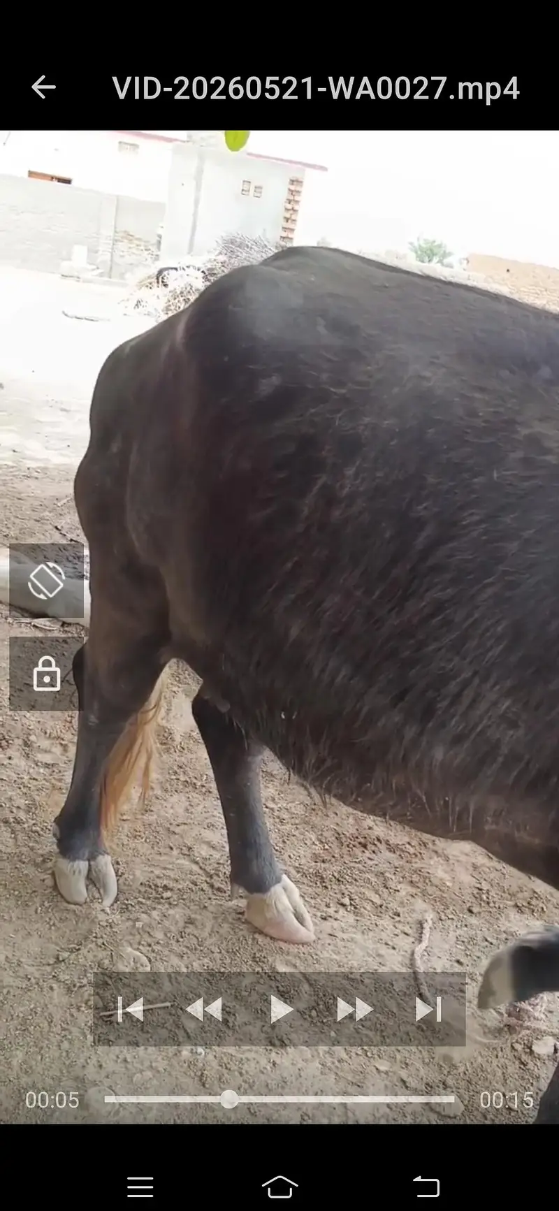 khobsurat ghr ki pali hui  bhains gosht k liye kisi ko chiye to — photo 2