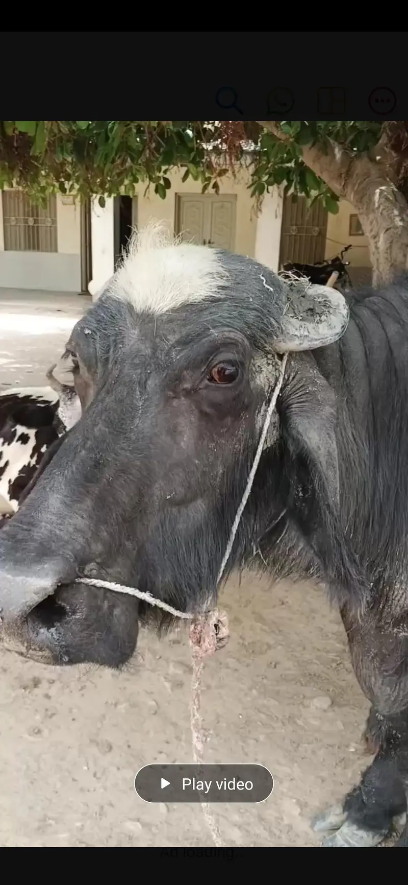 khobsurat ghr ki pali hui  bhains gosht k liye kisi ko chiye to — photo 3