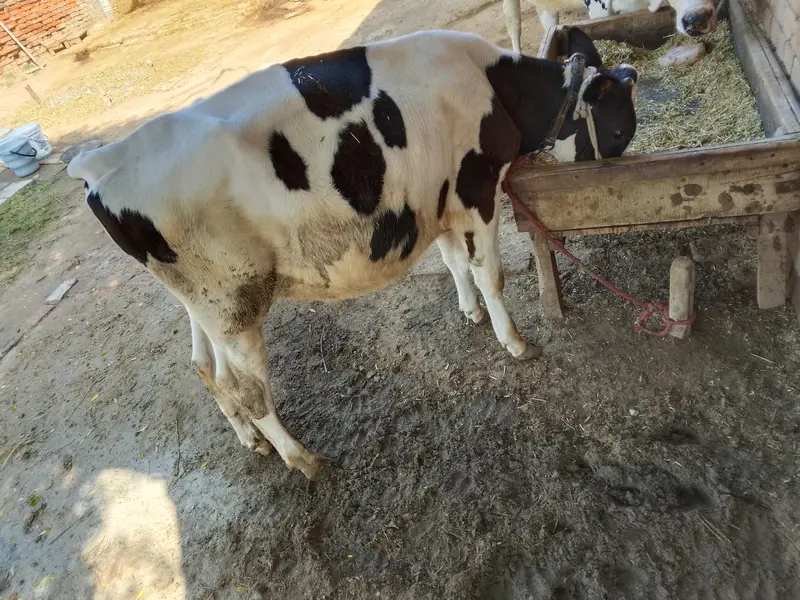 walaiti imported bachra ha — photo 2