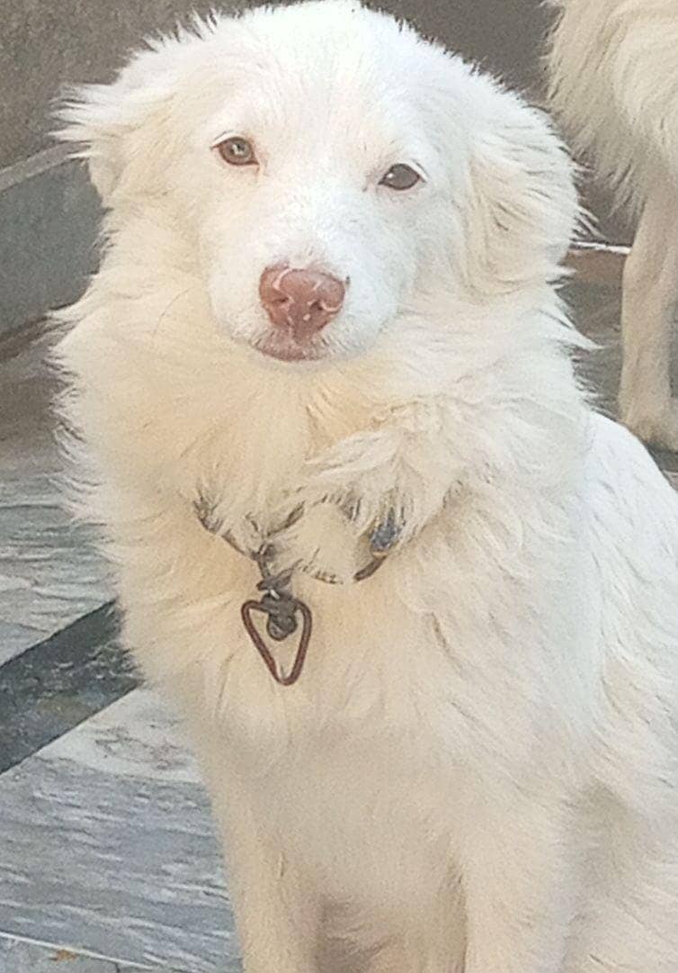 pair russian dog 1