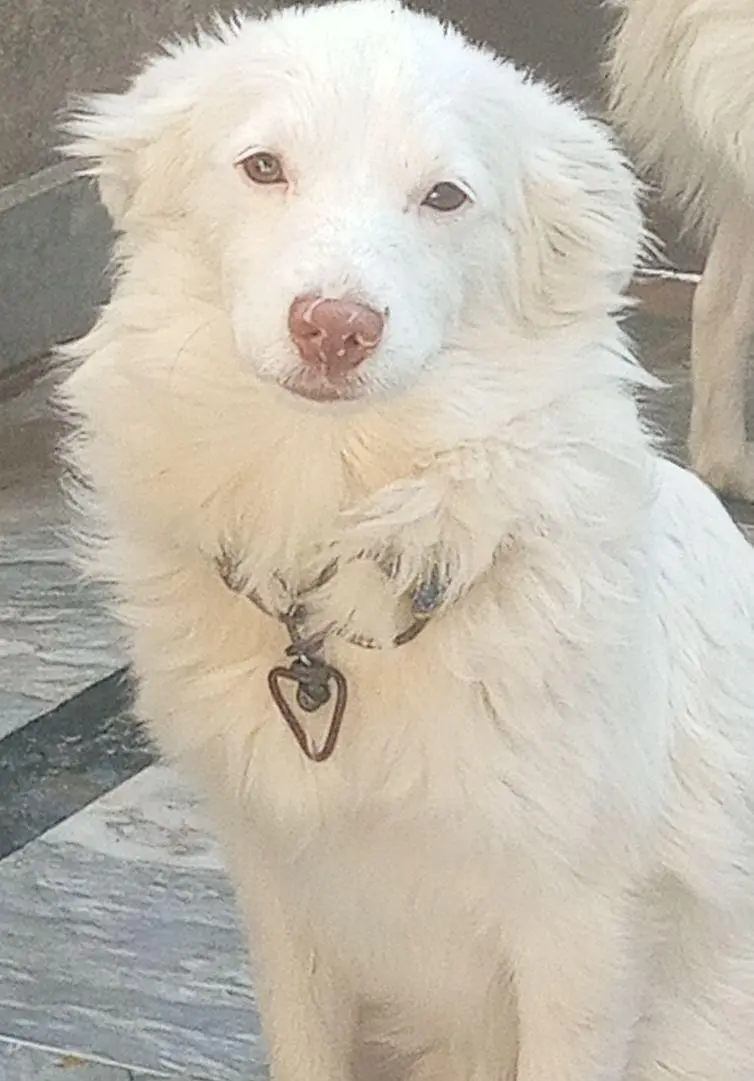 pair russian dog — photo 2