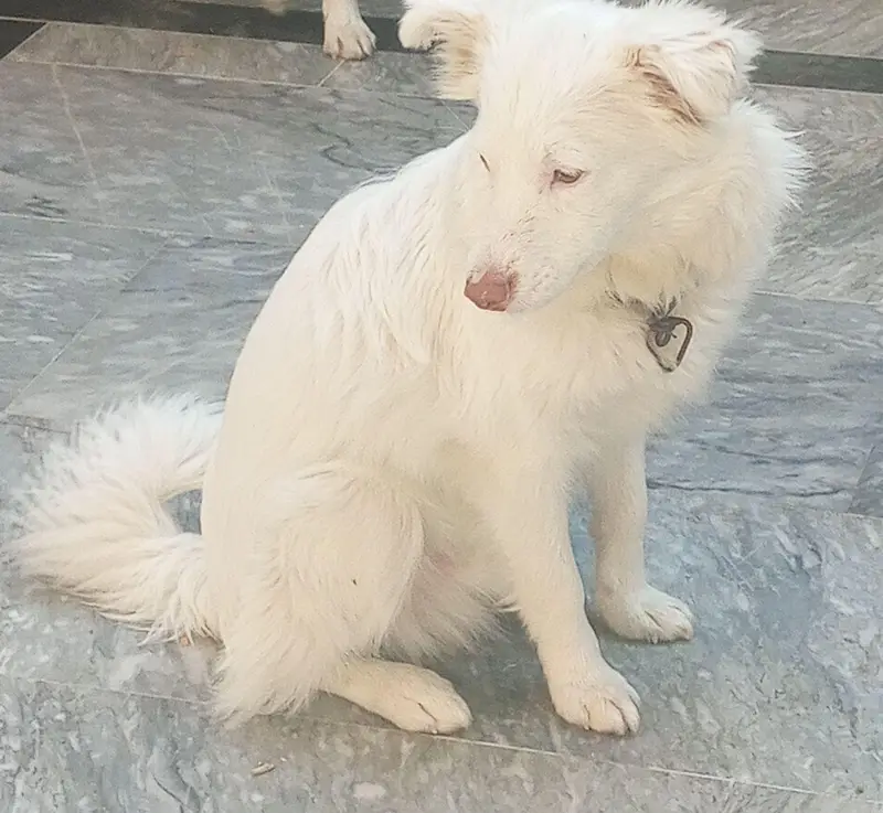 pair russian dog — photo 4