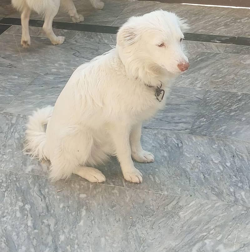pair russian dog 4