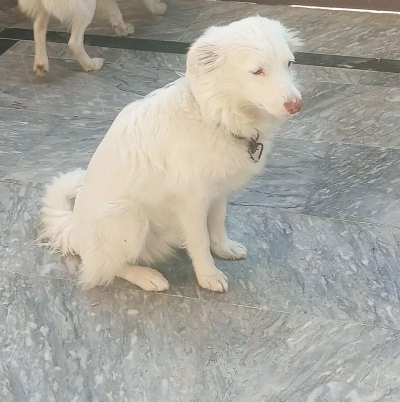 pair russian dog — photo 5