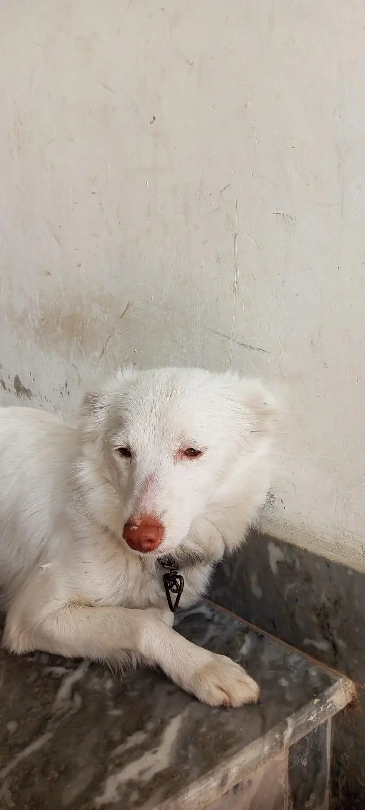 pair russian dog — photo 6
