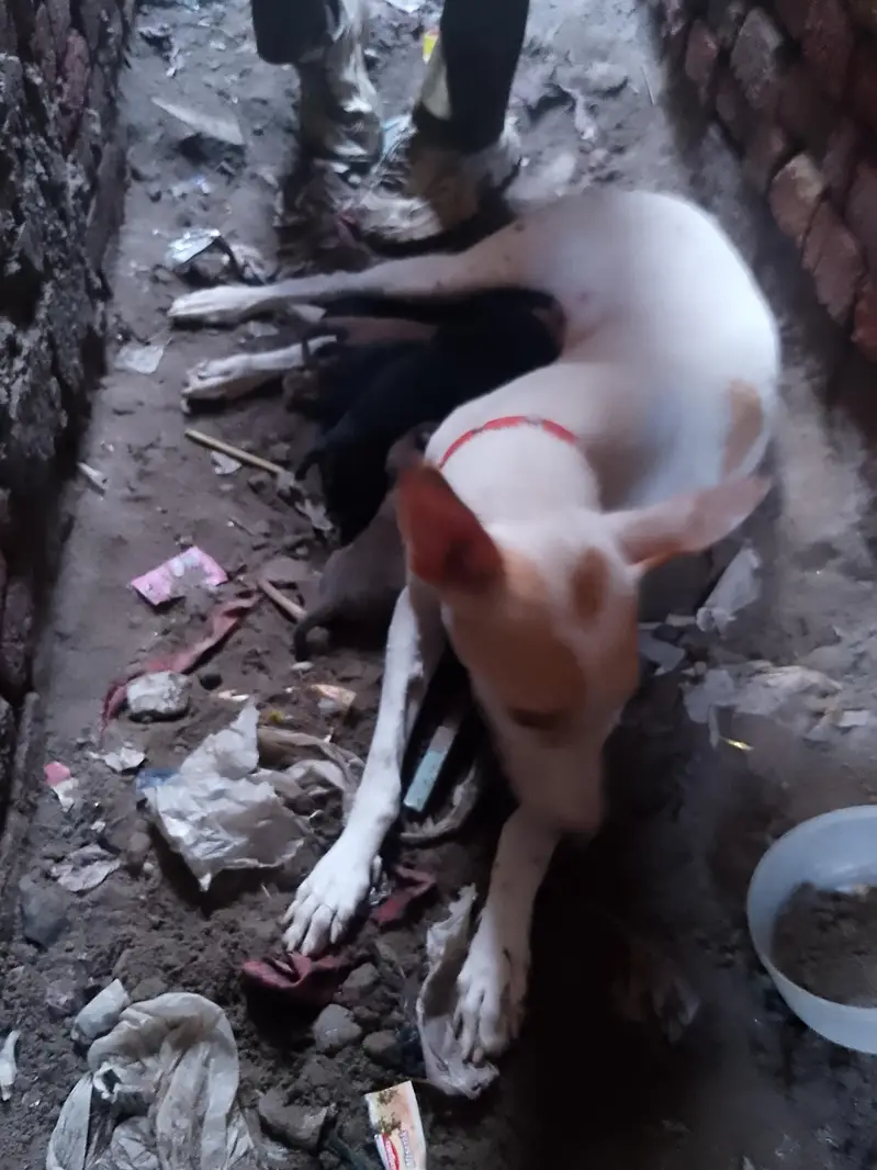 Exchange puppies with puppies — photo 2