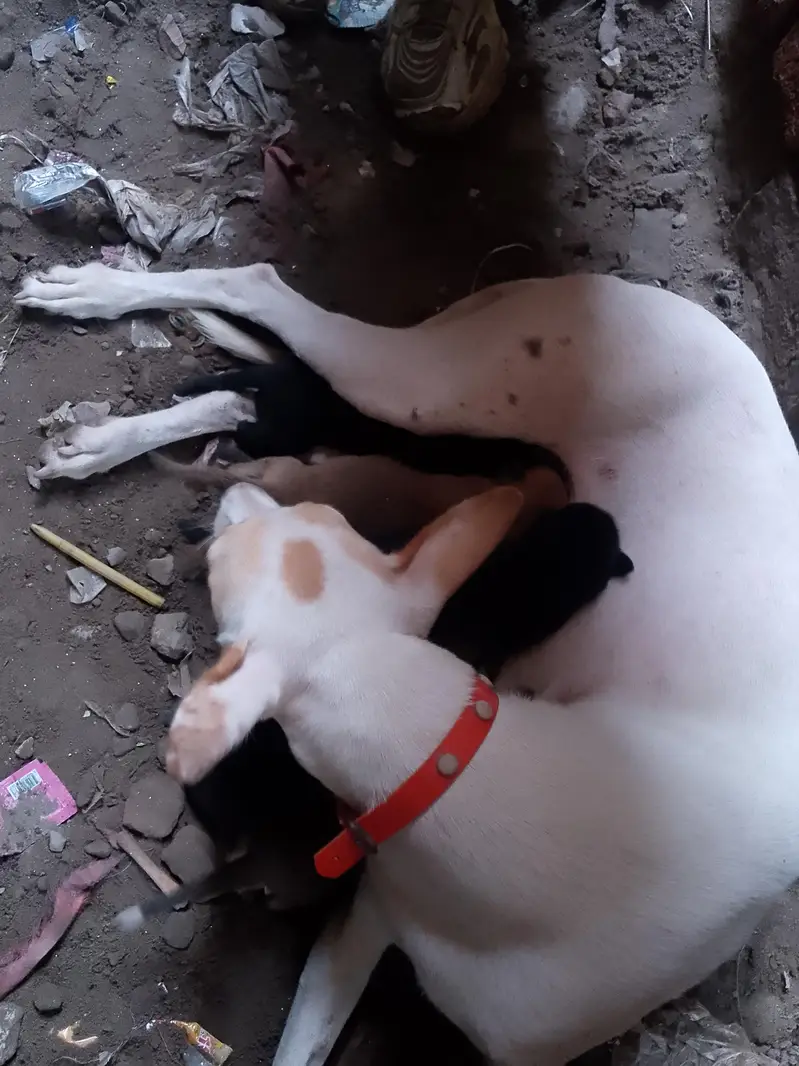 Exchange puppies with puppies — photo 3