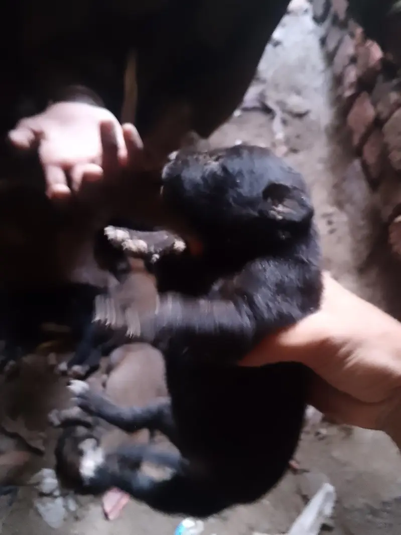 Exchange puppies with puppies — photo 4