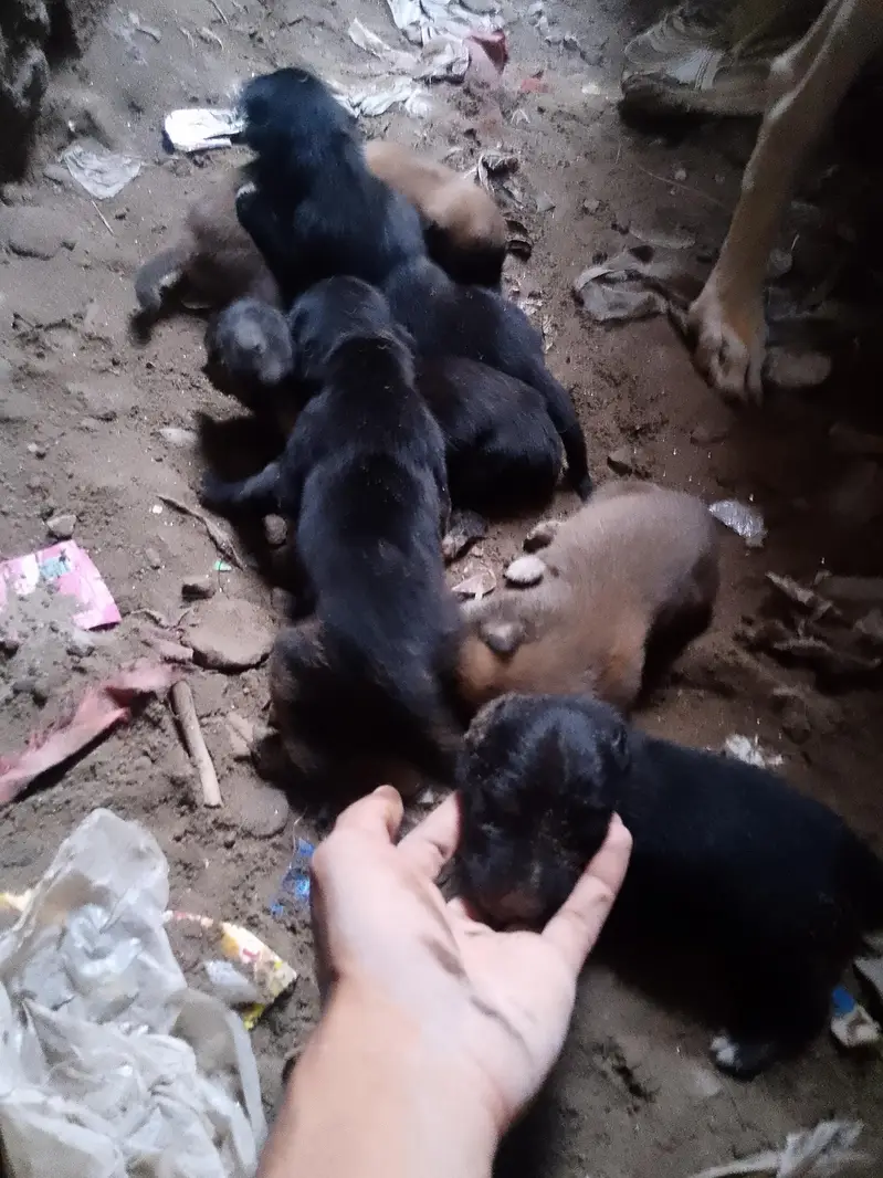 Exchange puppies with puppies — photo 5