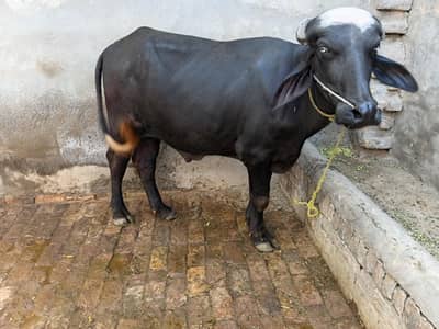 Buffalo for meat Katta Jhota Male buffalo for sakr