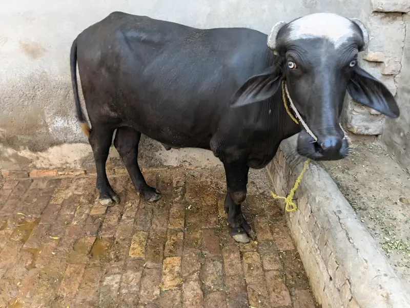 Buffalo for meat Katta Jhota Male buffalo for sakr — photo 2